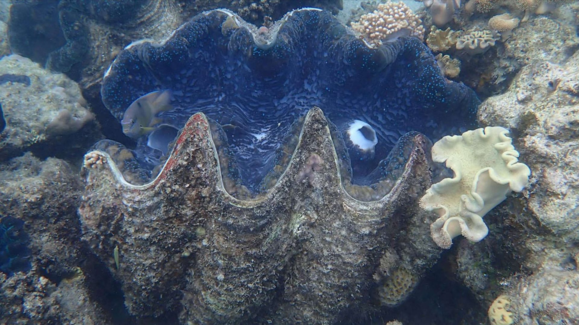 A Giant Clam Kept a 30-year Diary of the Great Barrier Reef's Climate in Its Shell