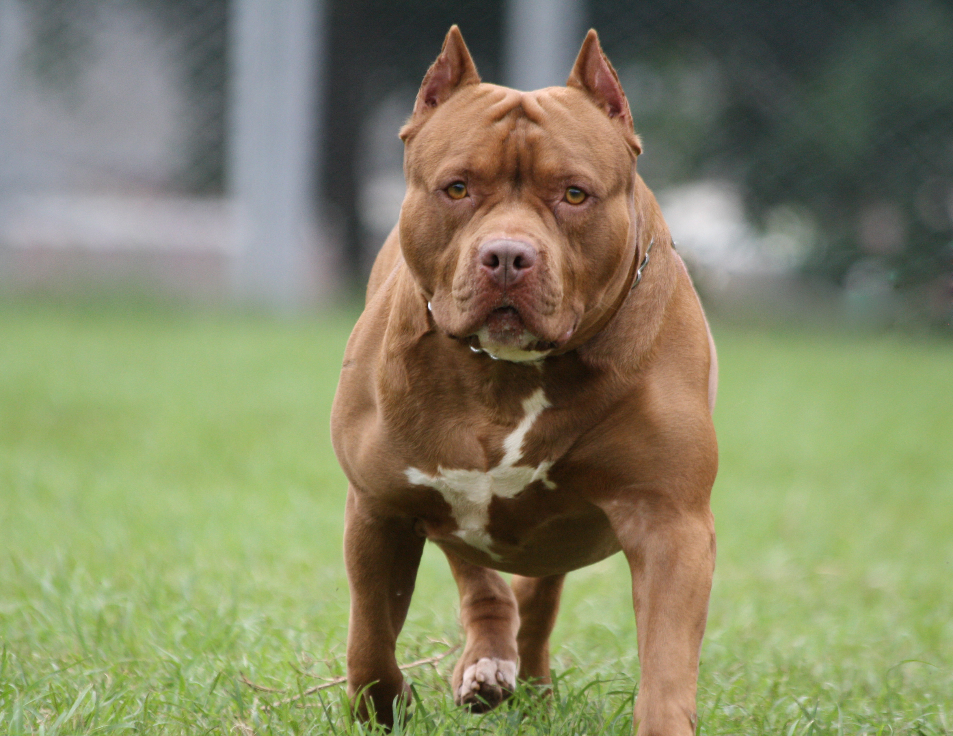 Market Developments: Your neighbor’s scary pit bull is here to stay – sweeping new law is killing pet restrictions for 700k Americans