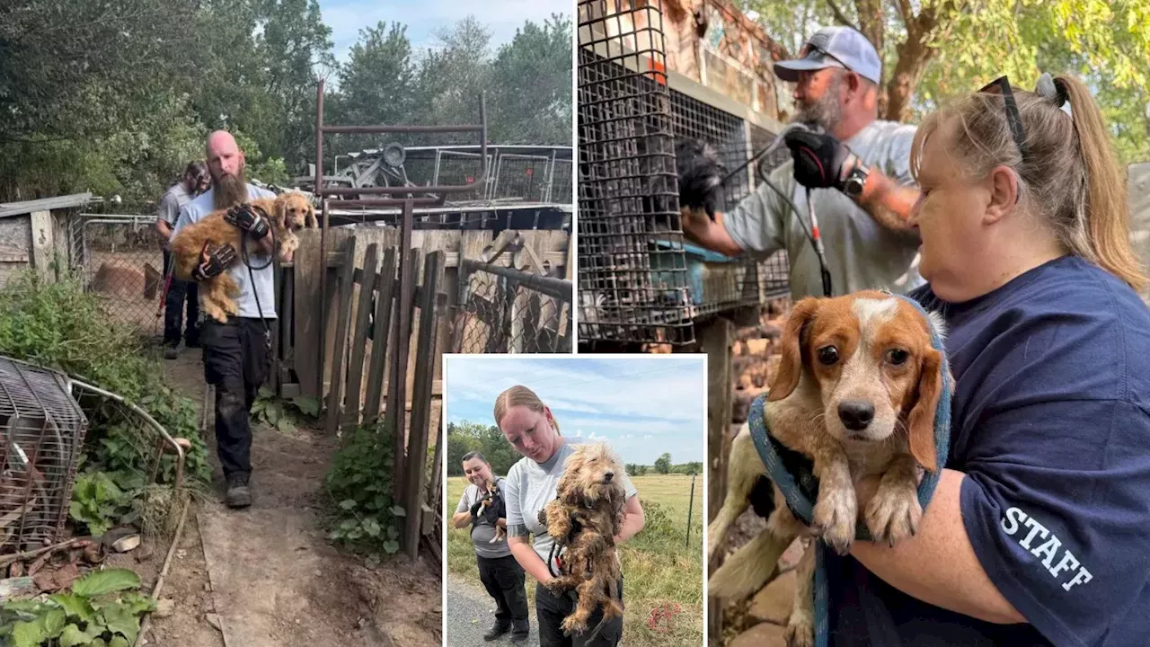 Market Developments: Woman IDs stolen dog by its bark in Facebook video of Missouri junk lot