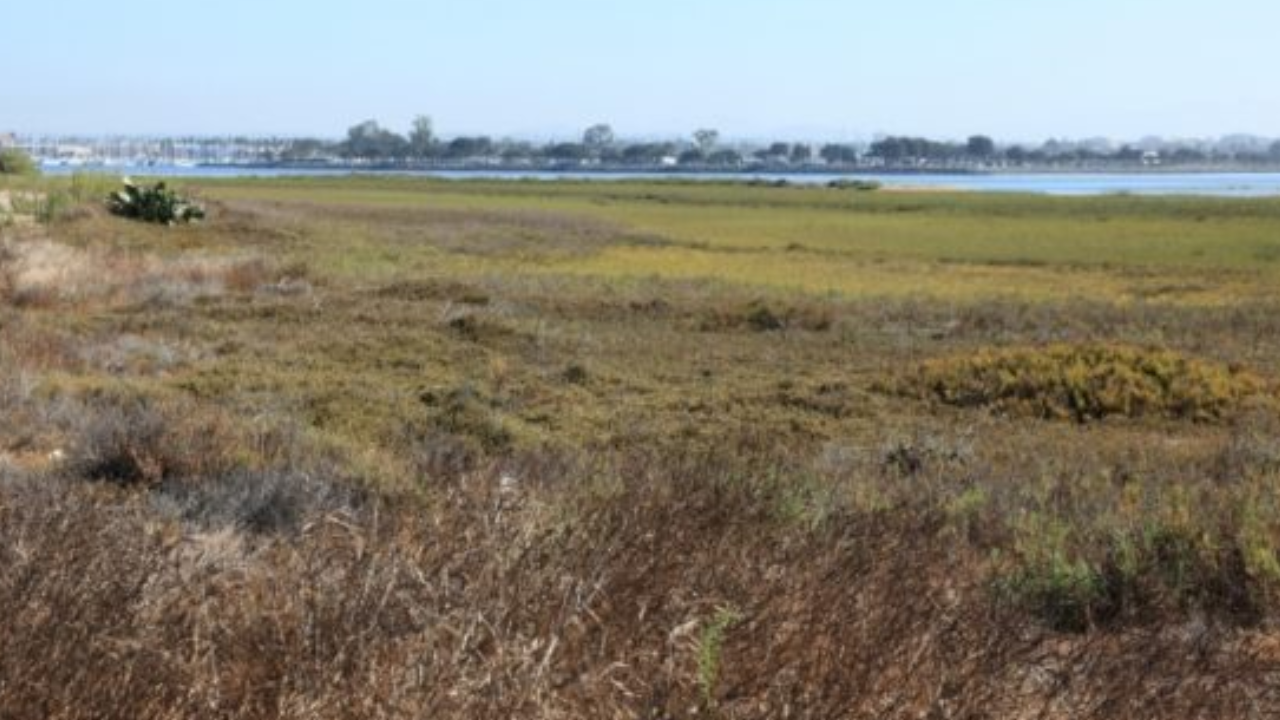 California Restored 300 Acres of Salt Ponds; 80 Bird Species Later Recorded