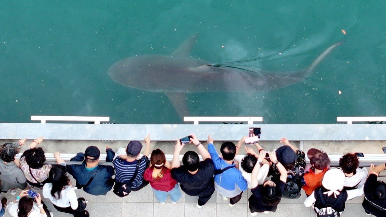 Viral Trapped Shark in South Korea Brings Tourism, Retail Windfall to Busan