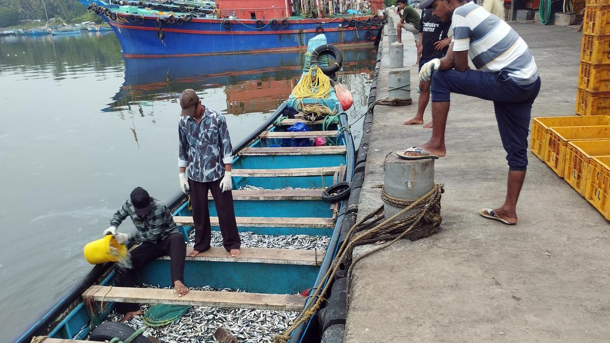 Juvenile Fish Harvesting Raises Concerns Along Malabar Coast