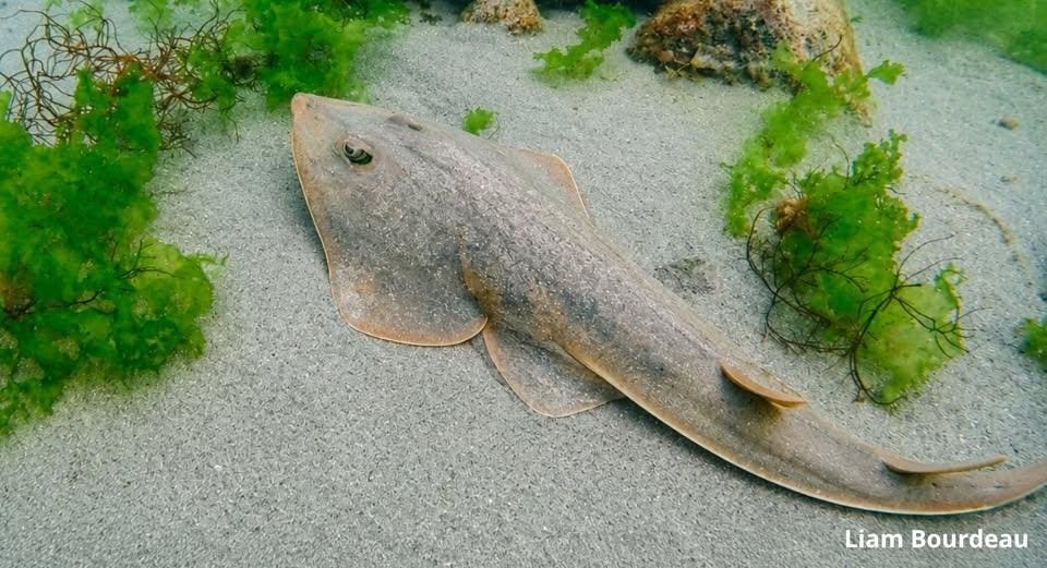 Market Developments: The Pacific Guitarfish May Be Far Rarer Than Scientists Thought