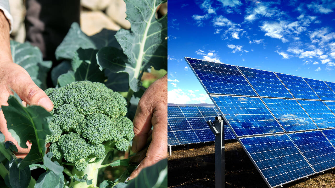 Magenta Solar Panels Made Broccoli 4.5x More Efficient at Using Sunlight