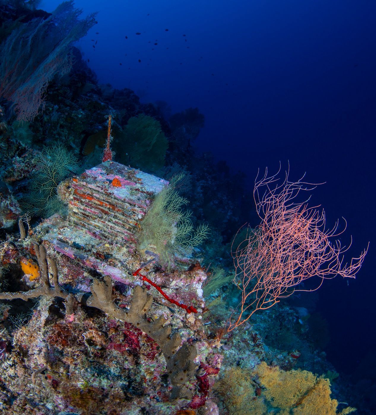 Tech Frontier: A Decade-Long Experiment Is Unlocking the Mysteries of the Ocean’s ‘Deep Reefs
