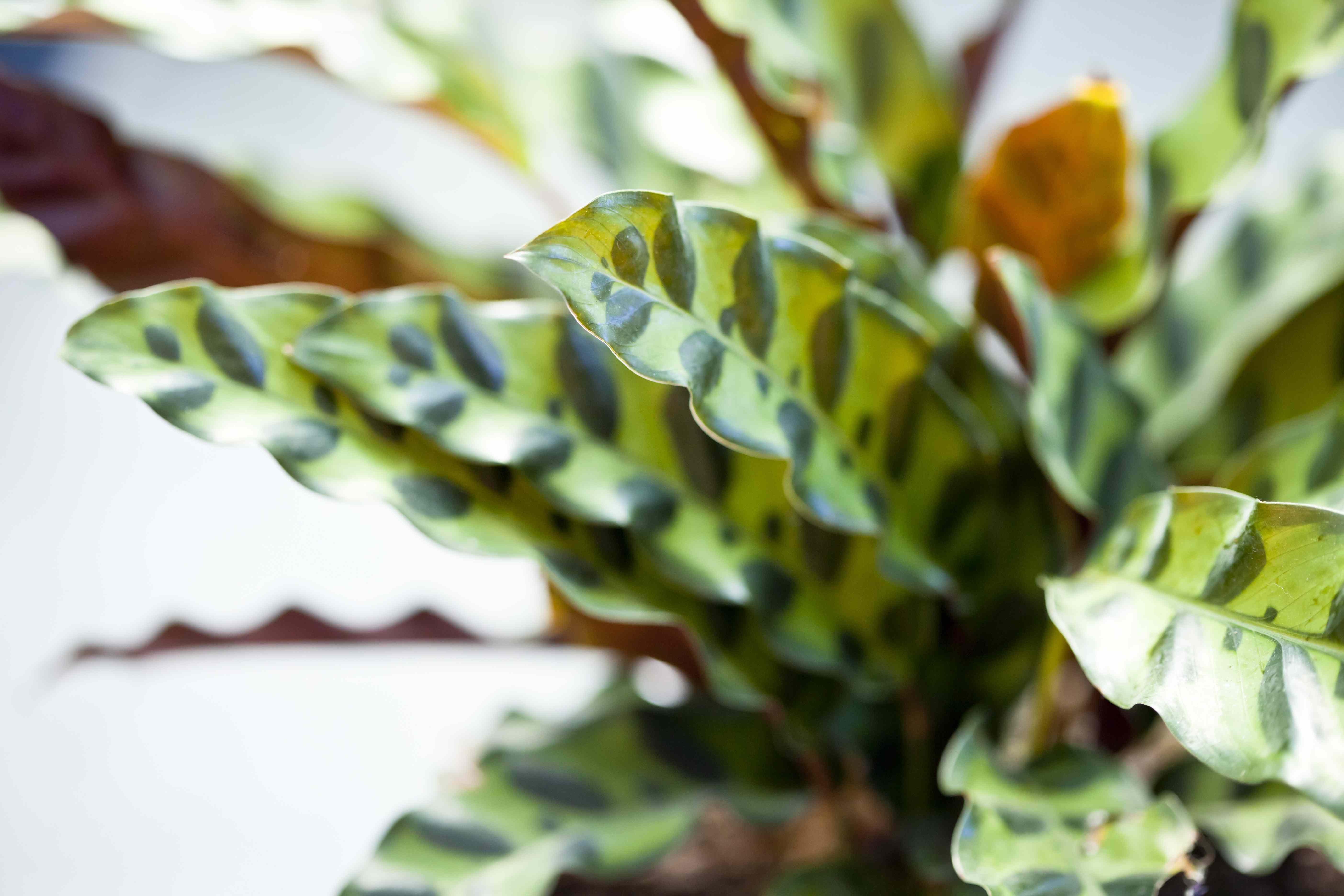 How to Grow and Care for Rattlesnake Plant Indoors in Significant Industry Shift