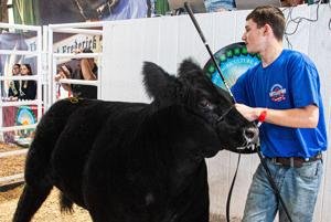 Reserve champion steer brings record $43K at Fair auction