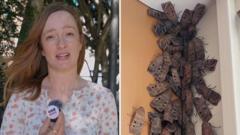 Bogong Moth Invasion Swarms Sydney and Canberra Homes