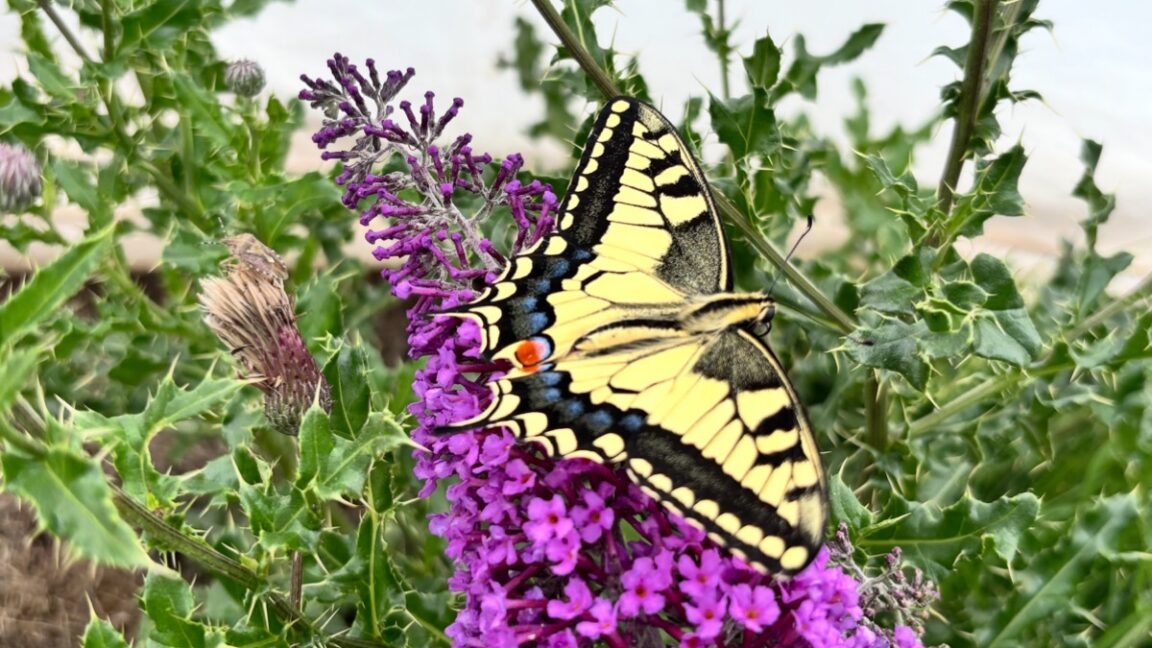 Key Developments: What butterfly wings have in common with barbershop poles