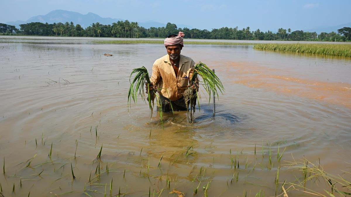 Atchannaidu orders speedy enumeration of cyclone-hit crop losses