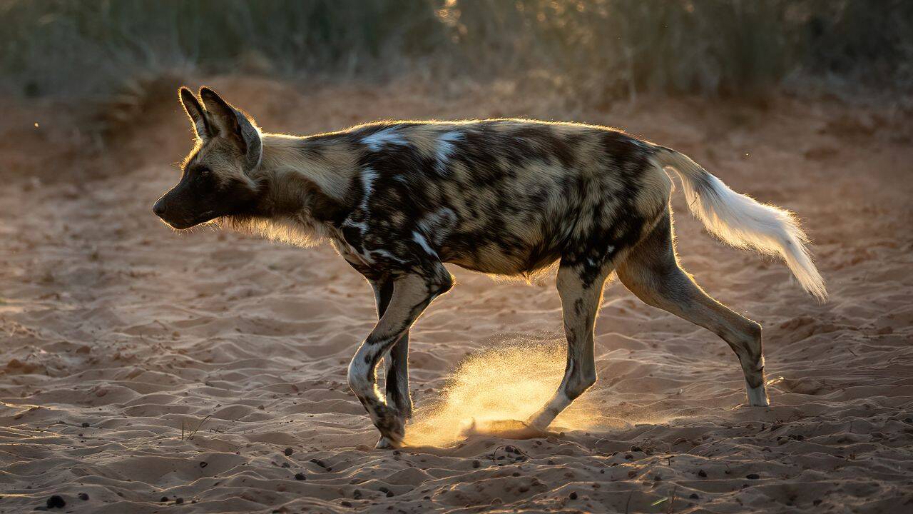 International Briefing: 20 African wild dogs return to Zimbabwe park after decades as its ecosystem is restored