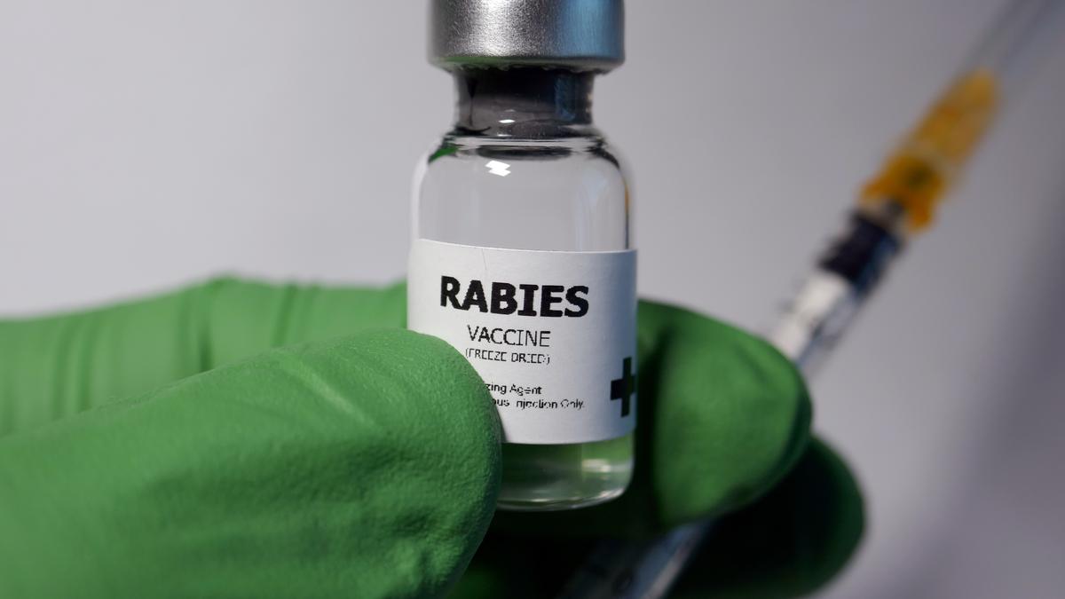 Rabies Death Data Mismatch Exposed: 50 vs 271 vs 5,726
