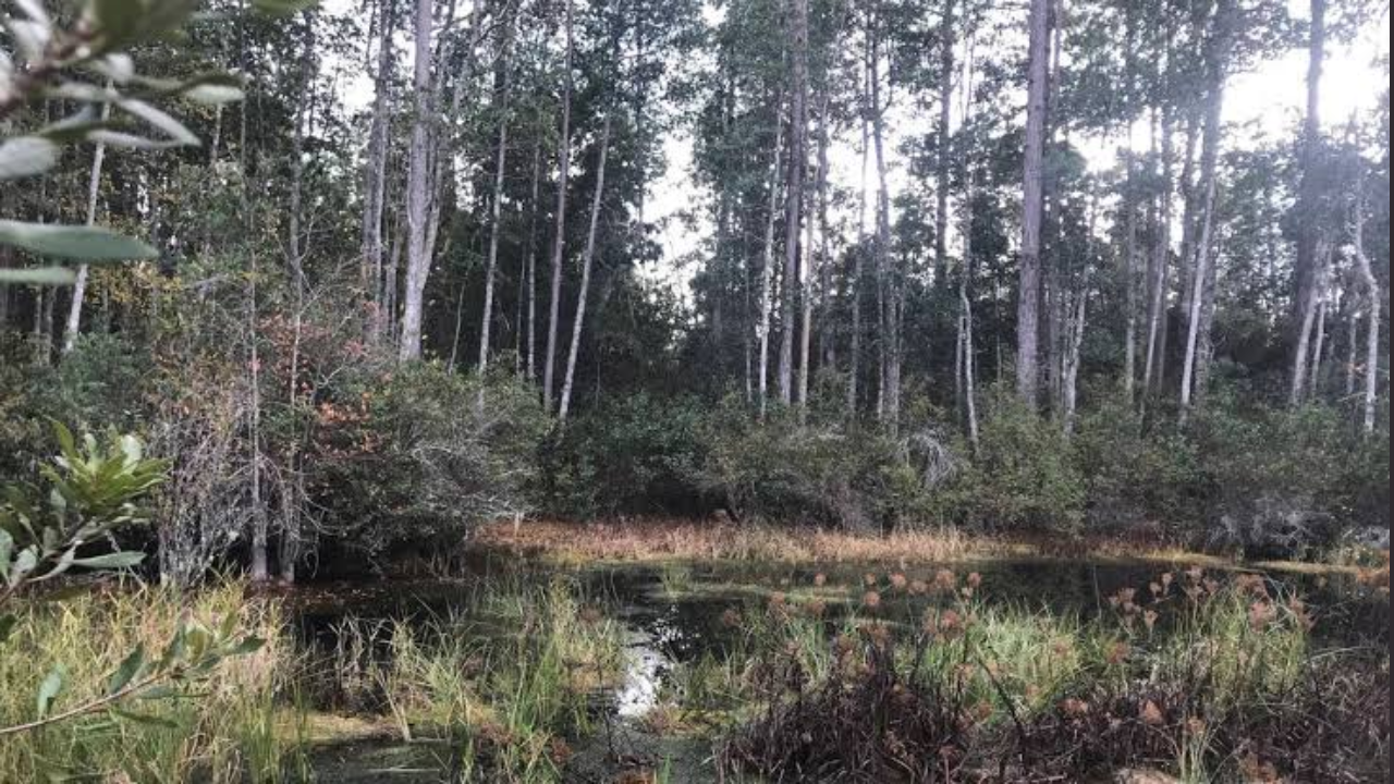 Developing Story: Florida approves $72.6m to protect 10,770 acres across the state
