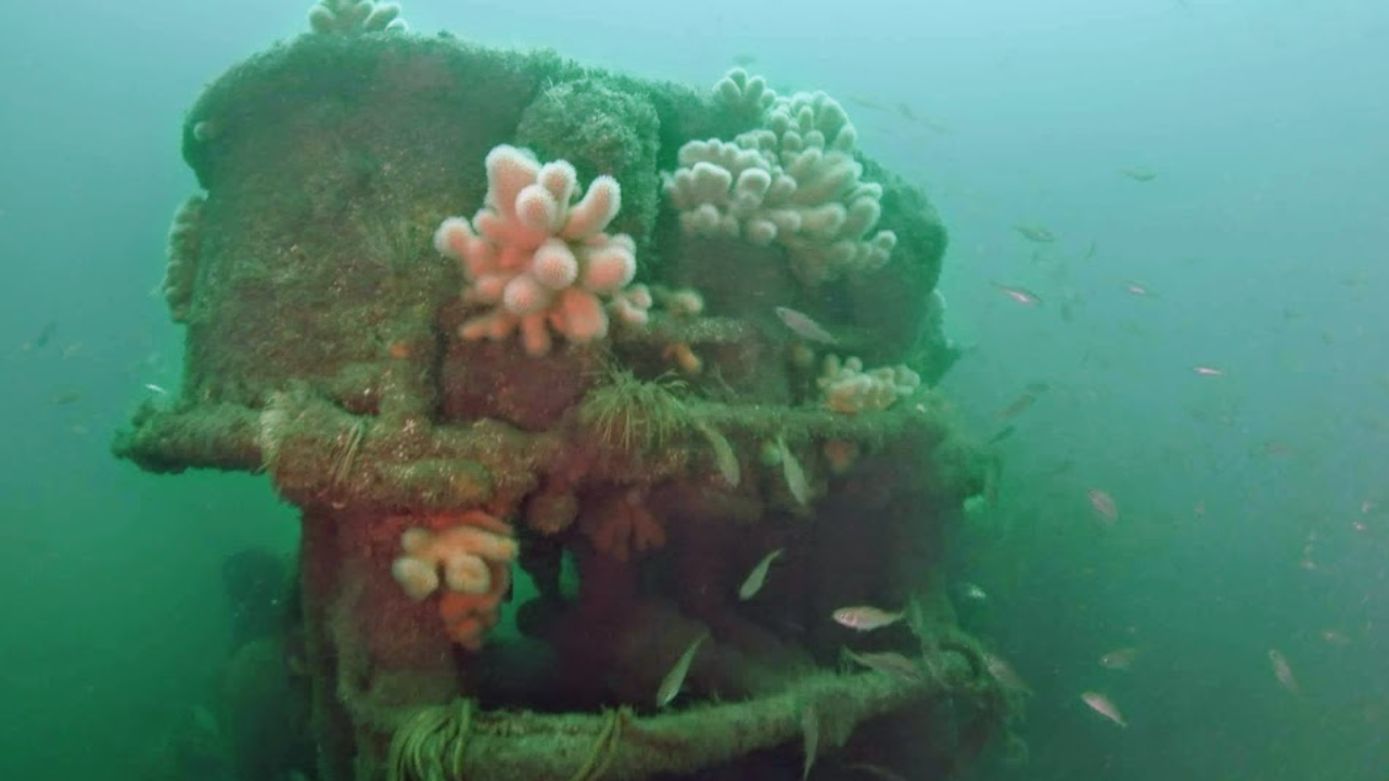 Ship With 32 Million Illegal Cigarettes Sank Off Ireland; Marine Life Took Over