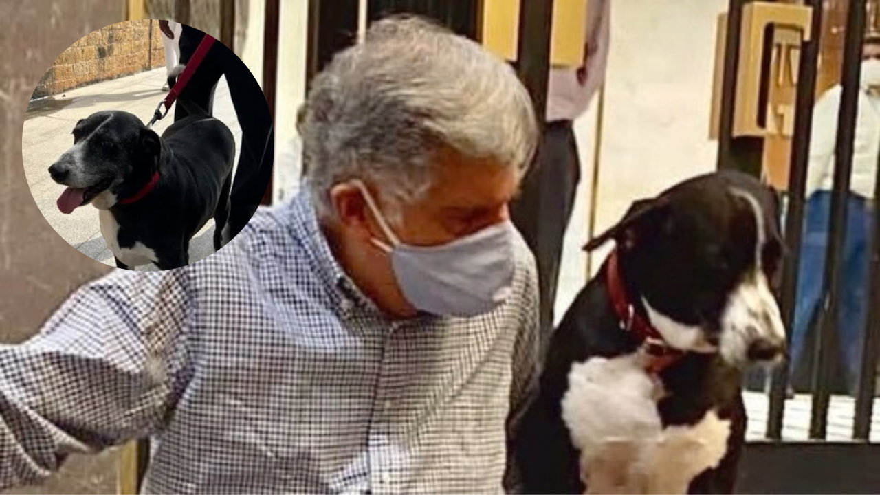 Ratan Tata’s Beloved Pet Dog 'goa' Survives Car Accident Outside Bombay House