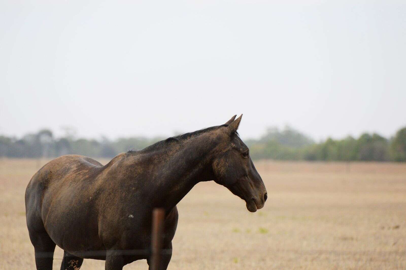 Blood Test for Pain Ruled Out in Search for Better Equine Gastric Ulcer Treatment