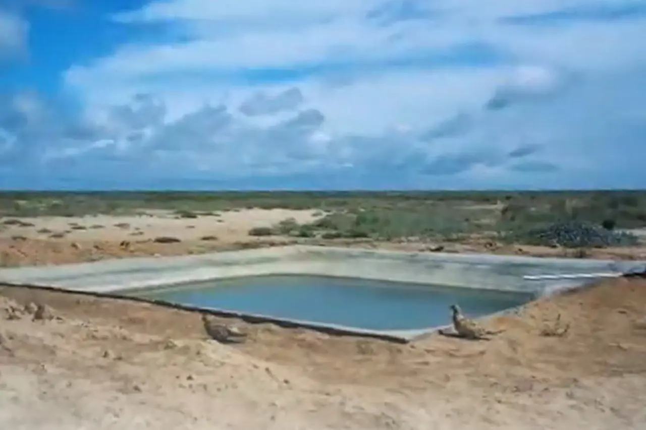 Uzbekistan Deploys Autonomous Watering Systems to Save Starving Saigas in Ustyurt