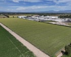 Breaking: FDA Finds Cyclospora at Mexican Farm Tied to Record US Lettuce Outbreak