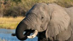 Botswana Sparks Global Outrage Over Elephant Slaughter for Independence Feasts