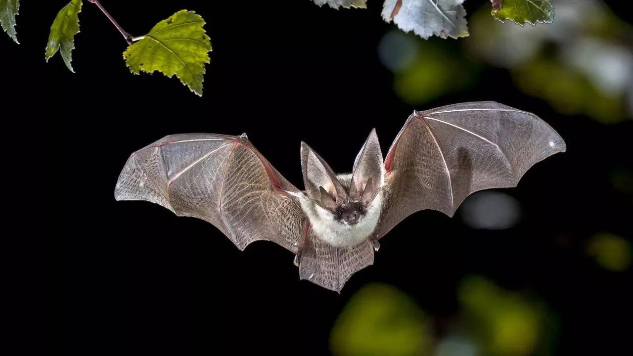Global Perspective: A 56-million-year bat mystery may finally have an answer, and it points to Europe