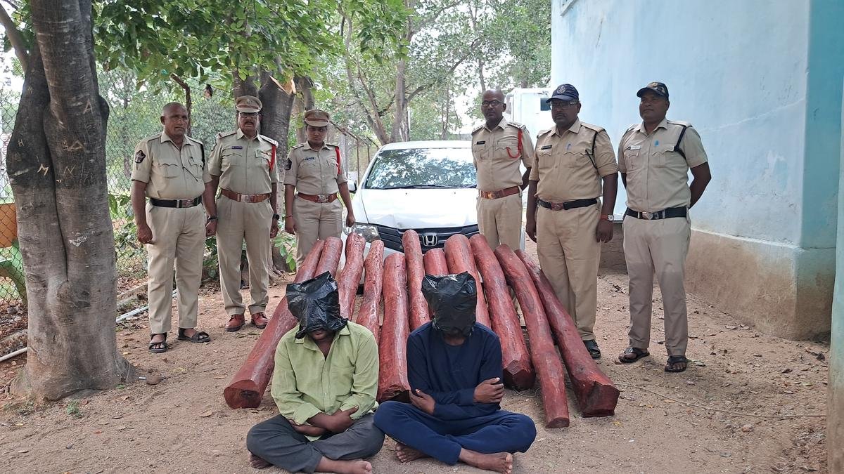 Two held with 11 red sanders logs near Seethampeta in Kadapa district