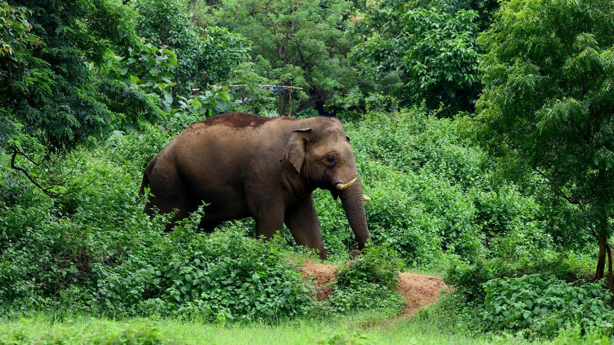 Wild Elephant Tramples 80-year-old Woman to Death in Keralam