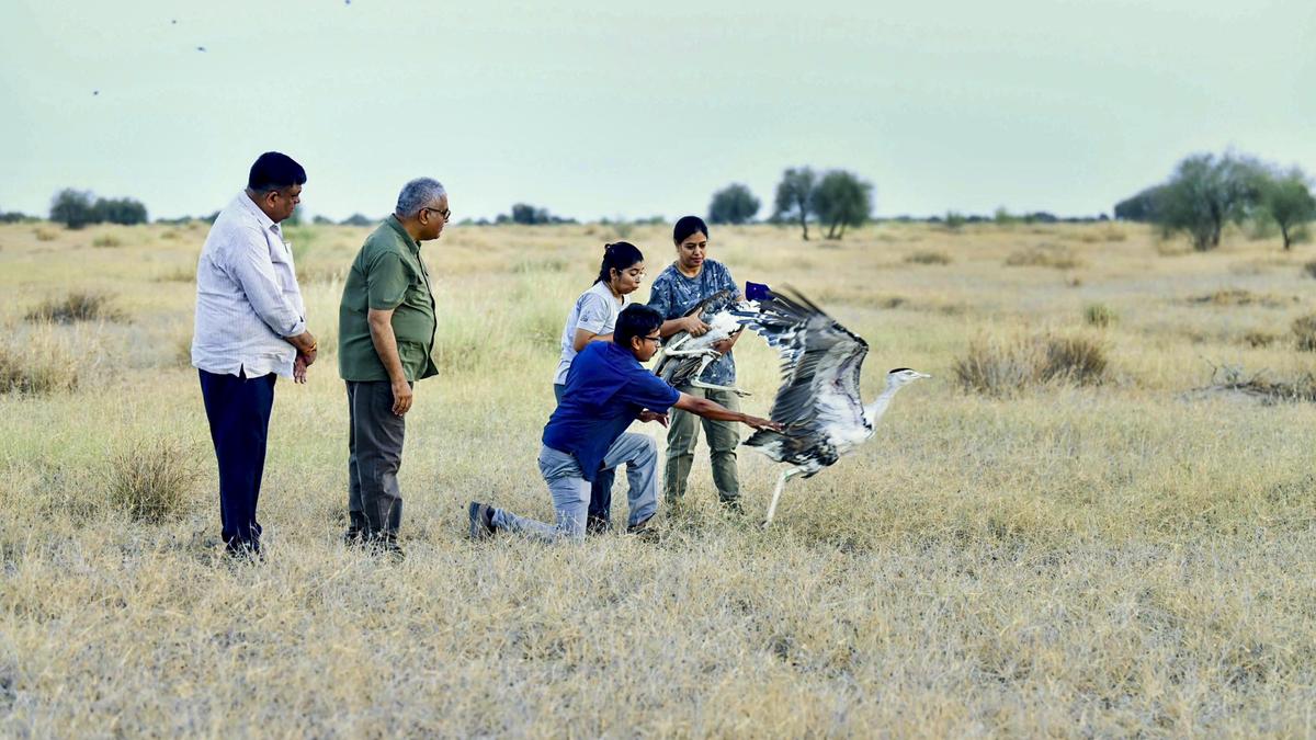 Two Great Indian Bustards Released Into Wild in Rajasthan After Decade-long Conservation Effort