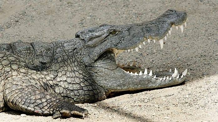 Scientists Identify Ancient Egyptian Crocodile Whose Skull Is Missing Its Nose Like the Sphinx