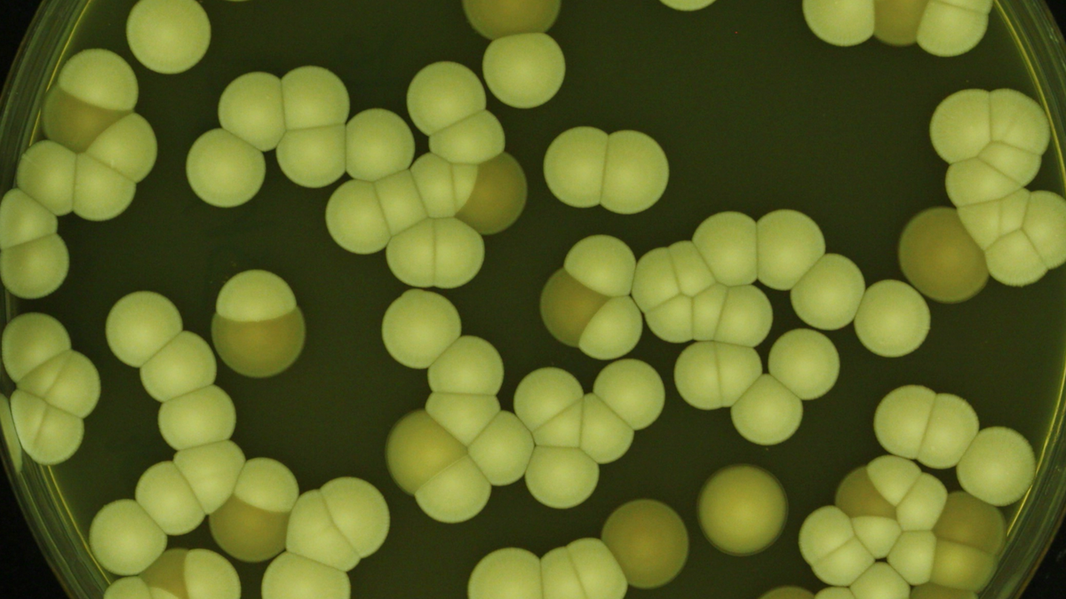 Crypto Markets in Focus: Why scientists are rethinking the chemical ‘arms race’ against fungi Amid Shifting On-Chain Metrics