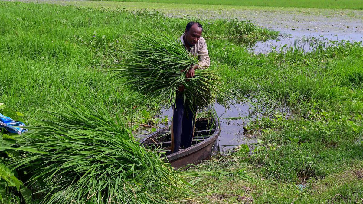 Developing Story: Maharashtra Government unveils Fodder Development Policy to tackle shortage
