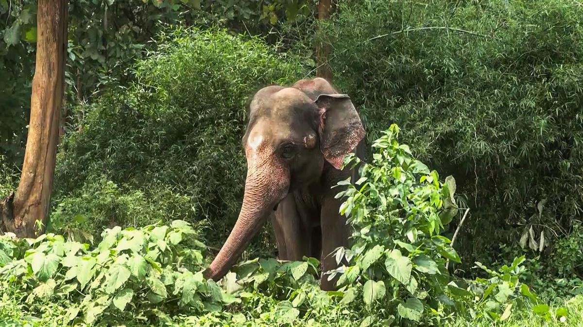 Keralam Forest Minister outlines multi-layered strategy to tackle human-elephant conflict