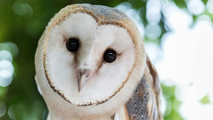 Putting Biodiversity in Our Hands’: Four Animals Selected to Feature on UK Banknotes