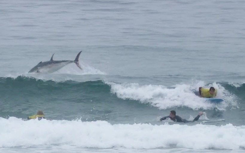 Bluefin tuna leaps out of sea behind surfers