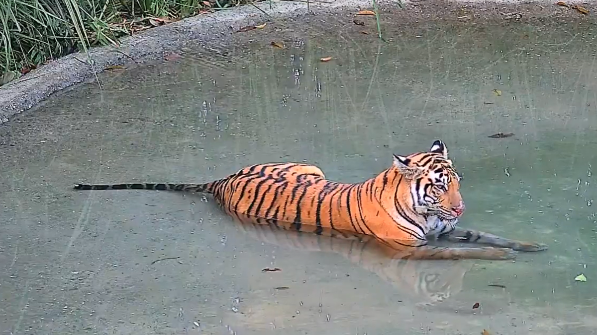 Tigress Roams Free in Buxa: India's Big Cat Comeback Begins!