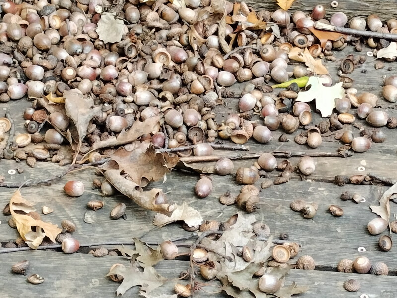 Ask the Master Gardener: It’s Been a Banner Year for Acorns