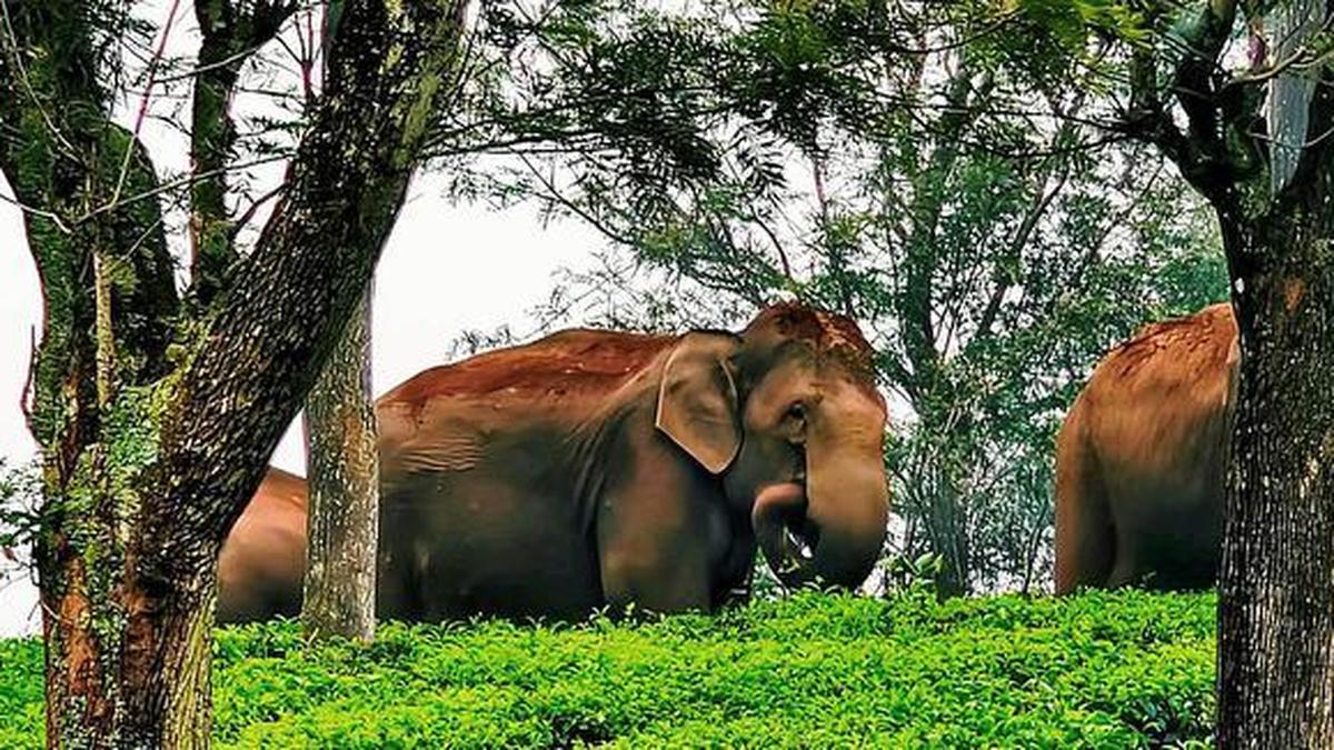 Global Perspective: Keralam Forest dept begins operation to tranquillise, capture elephant ‘KM-1’ at Aralam