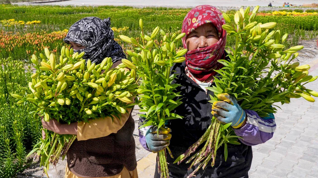 Developing Story: 15k Ladakh-grown Liliums set out for national flower markets