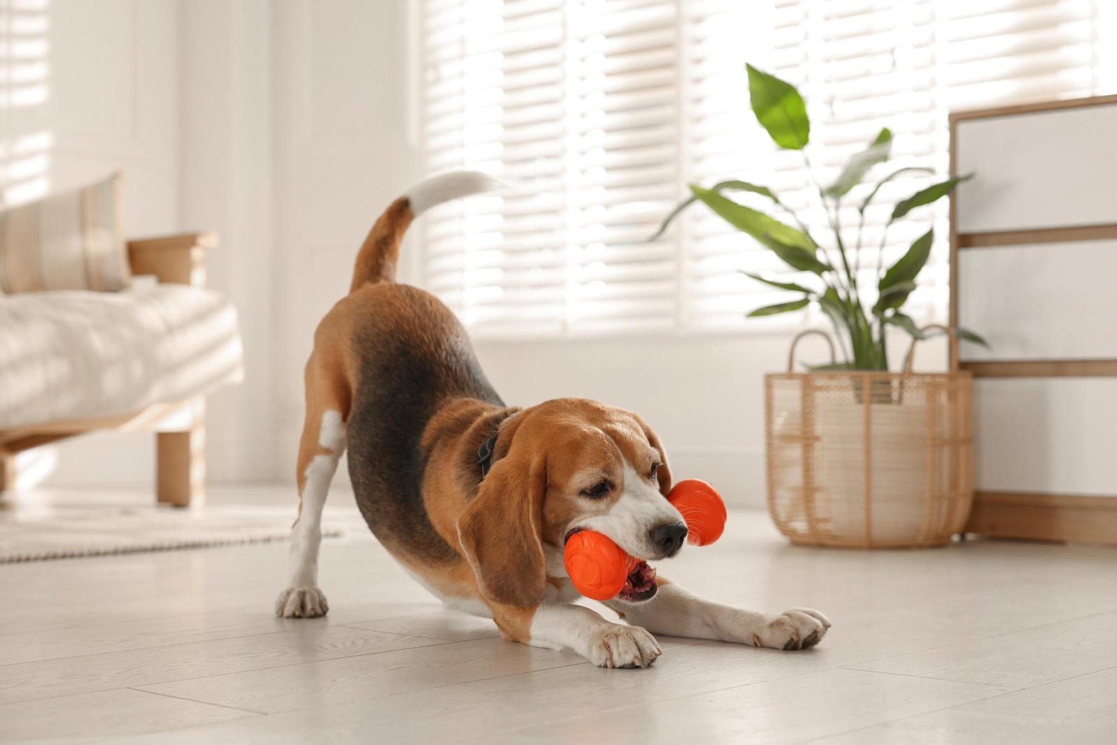 Enterprise Tech Shift: Online pet store shut down after £6.3m 'unexplained transactions and the Scaling Frontier