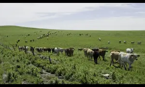 Market Developments: They’re Planning to Sell the Development Rights on the Ranch for $600,000 and Still Run Cattle on Every Acre. The Only Thing That Changes Is That Nobody Can Ever Pave It