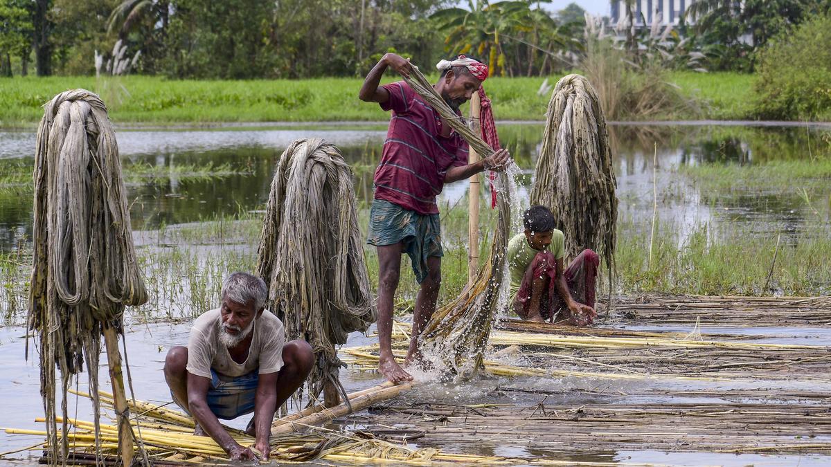 Assam Land Grab: Cultivators Accuse Government of Seizing Grazing Land for Corporates