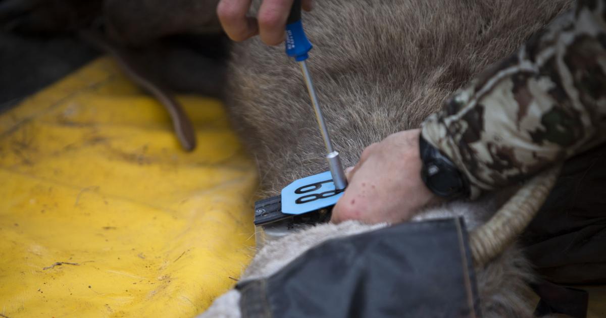 Market Developments: Game and Fish: Avoid hunting collared animals