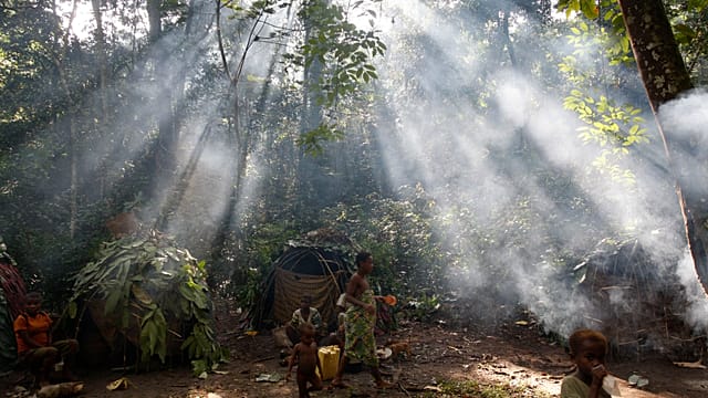 International Briefing: UN issues call to action on world's vital dryland forests