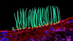 Nikon Photo Contest Rocked by Tiny Image Backlash: Dr Ning Xu Denies Rule-Breaking