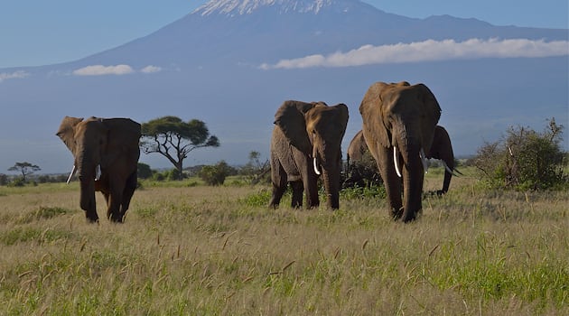 Market Developments: Who is poisoning Kenya’s elephants?