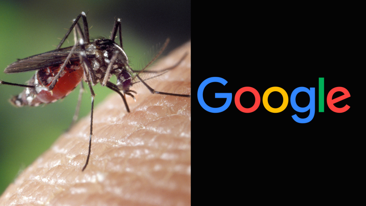 Google Helped Unveils 3 Million Mosquitoes in Australia to Reduce Their Population in Major Strategic Push