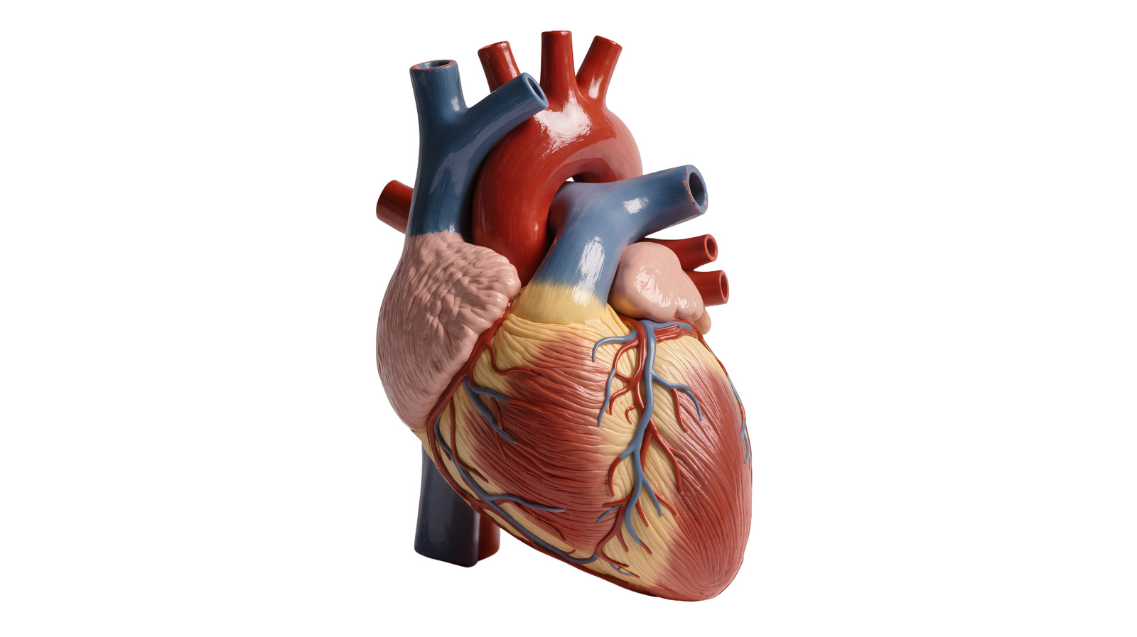 Inside the Transition: FDA approves artificial heart valve for kids that grows as they do