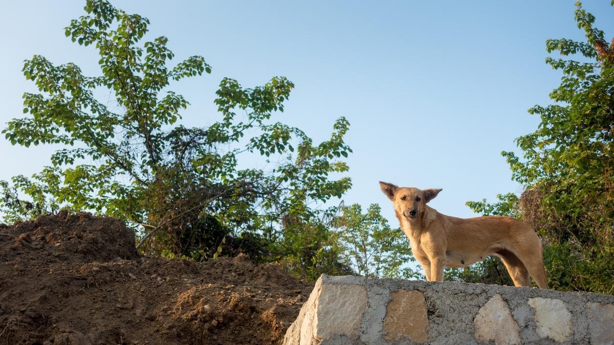 Stray Dog Terror in Angamaly: 10 Bitten, Canine Captured