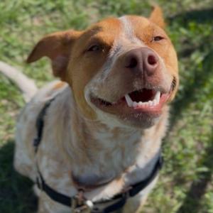Why Pets: Did You Know … Puppies Grow Has Sparked Heated Debate
