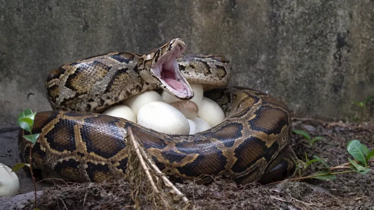 Market Developments: Adult female pythons cause the most trouble in Florida