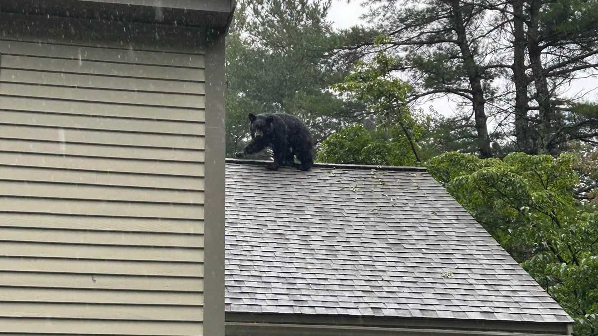 Market Developments: Bear takes stroll on roof of Mass. home